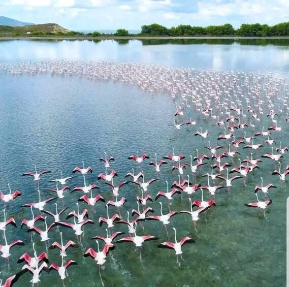Un grand groupe de flamants roses dans une étendue d’eau. 2