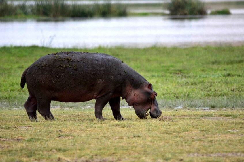 A hippopotamus grazing in a grassy field near a body of water. 2