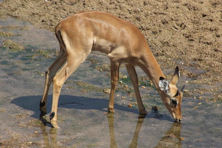 A deer drinking water at a muddy shore. 3