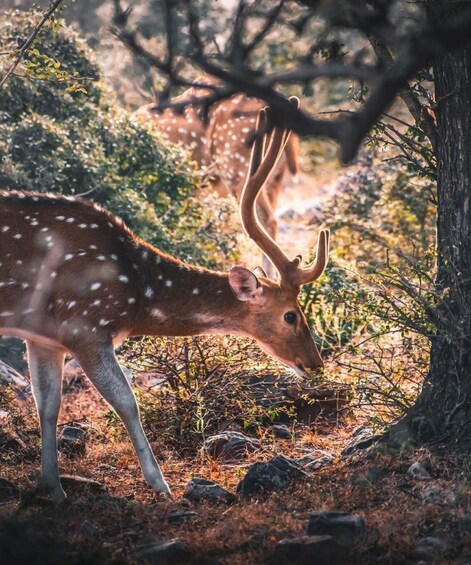 Hirvi, jolla on suuret sarvet, seisoo metsäisellä alueella, jossa on puita ja aluskasvillisuutta. 5