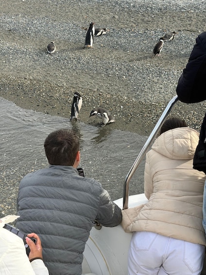 Pingviiniryhmä kivikkoisella rannalla, ja ihmiset seuraavat niiden touhuja. 5