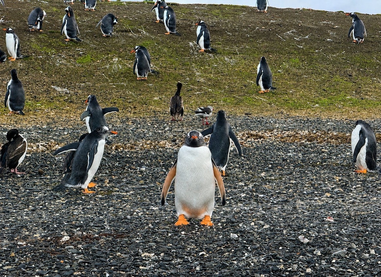 Pingviiniryhmä kivikkoisella rannalla, taustalla ruohikkomäki. 3