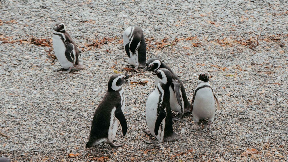 Picture 2 for Activity USHUAIA: ALMANZA, THE CRAB ROUTE & PENGUIN WATCHING 4