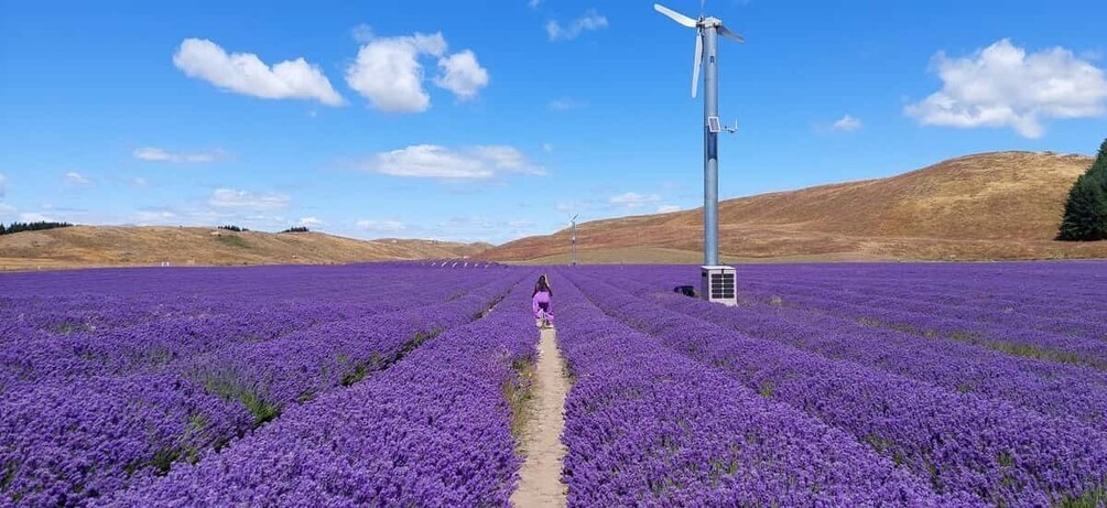 A lavender field with a wind turbine in the distance. 3