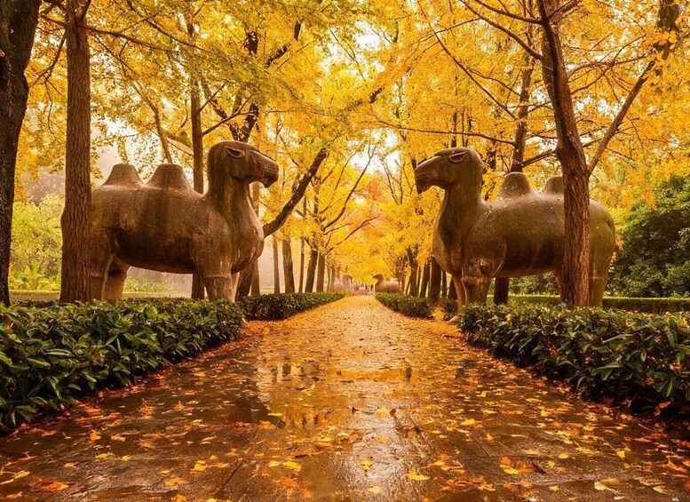 A pathway lined with large horse statues and trees with yellow leaves. 1
