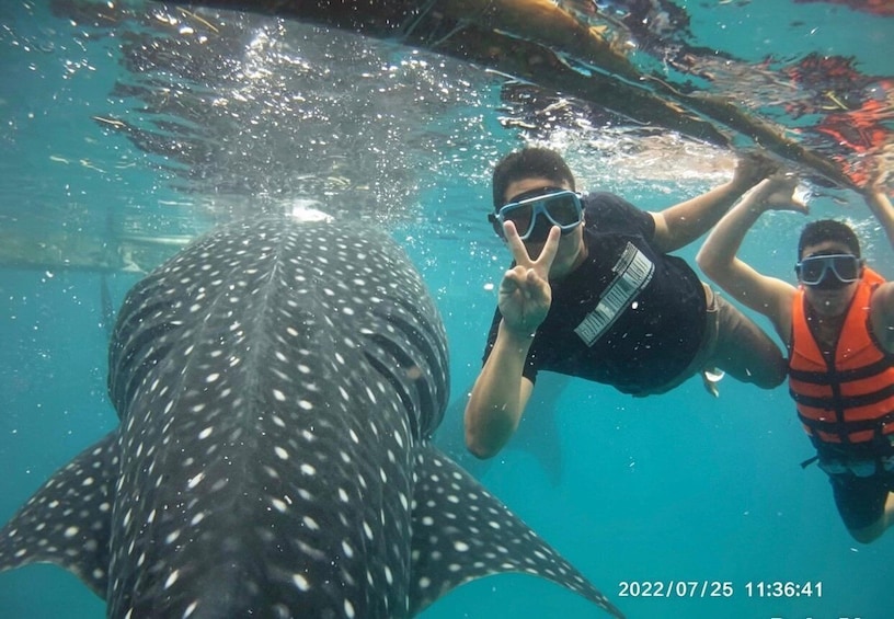 Two people scuba diving near a large spotted fish. 3