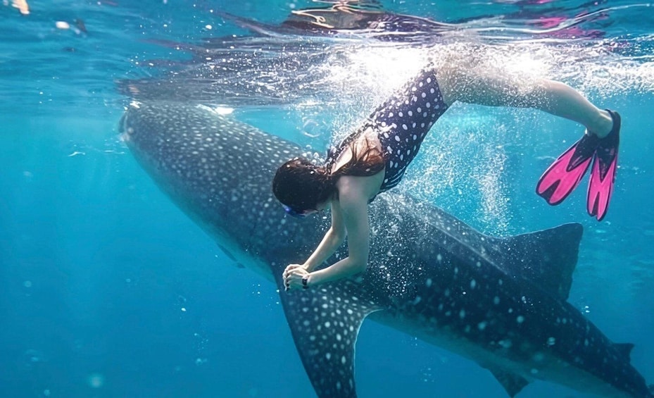 A person swimming with a whale shark in clear blue water. 5