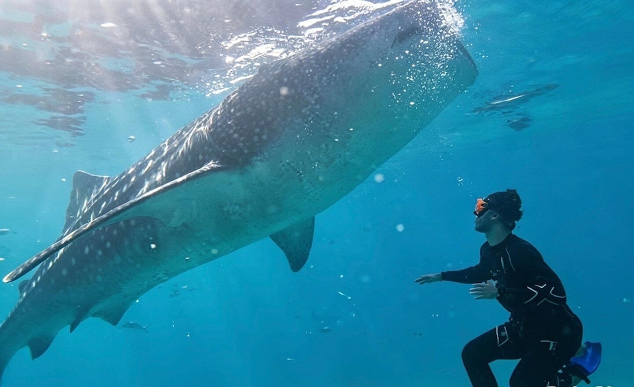 A diver underwater with a large whale shark. 4