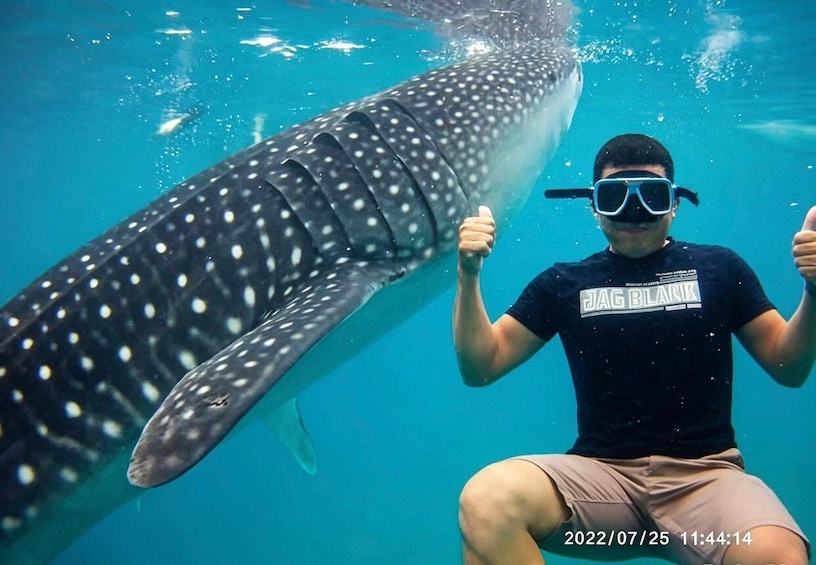 A person underwater with a whale shark. 1