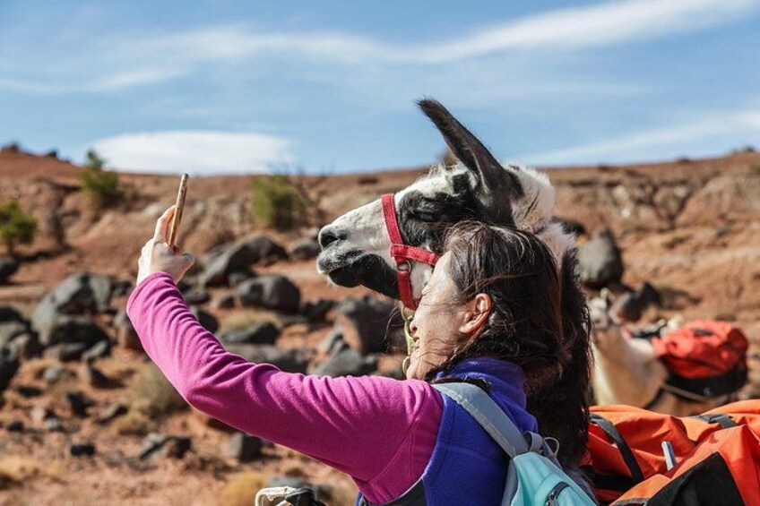 Una persona tomándose un selfie con una llama en un entorno rocoso al aire libre. 1