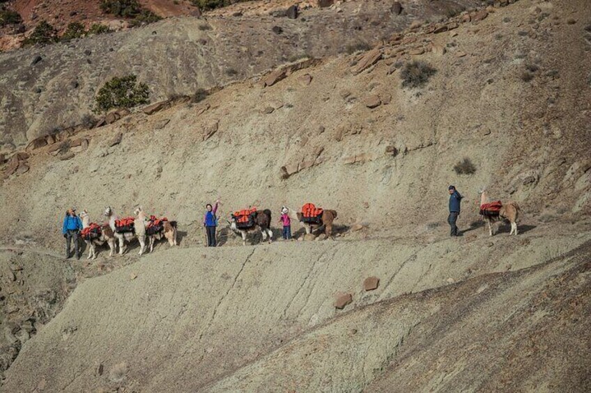 Guided Awesome 2-Hour Llama Hikes Private Experience