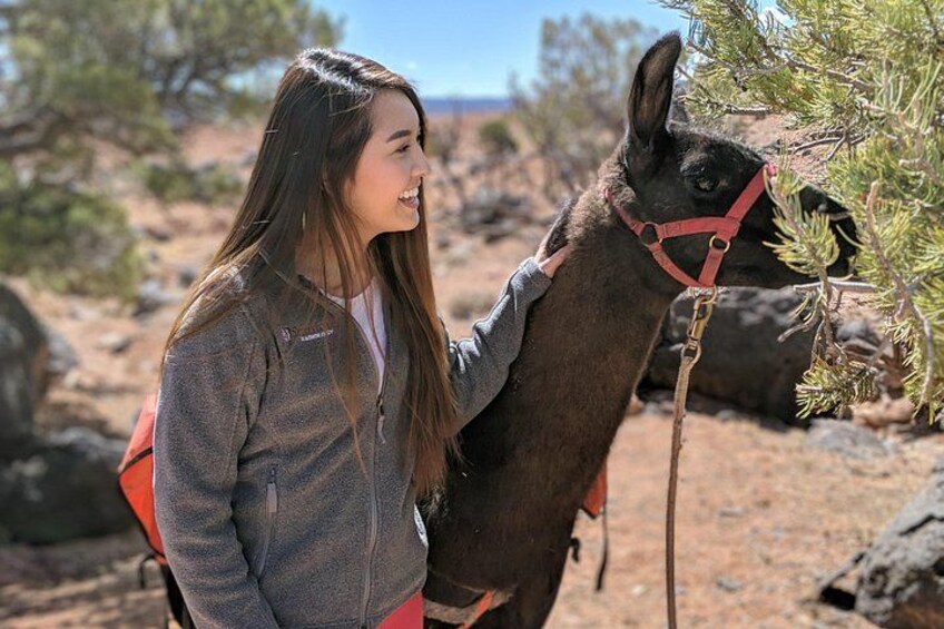 Una persona con una mochila de pie junto a una llama en un entorno rocoso al aire libre. 3