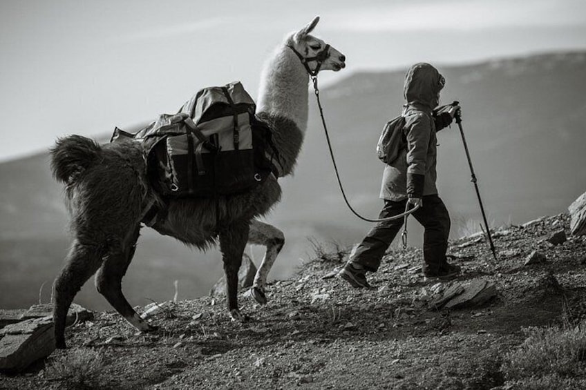 Een lama met een zadel en een kind wandelt over een bergpad. 2
