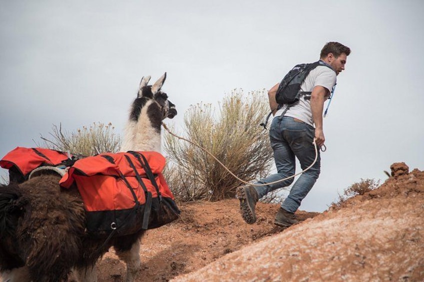 Una persona caminando con llamas, llevando una mochila y una cuerda. 5