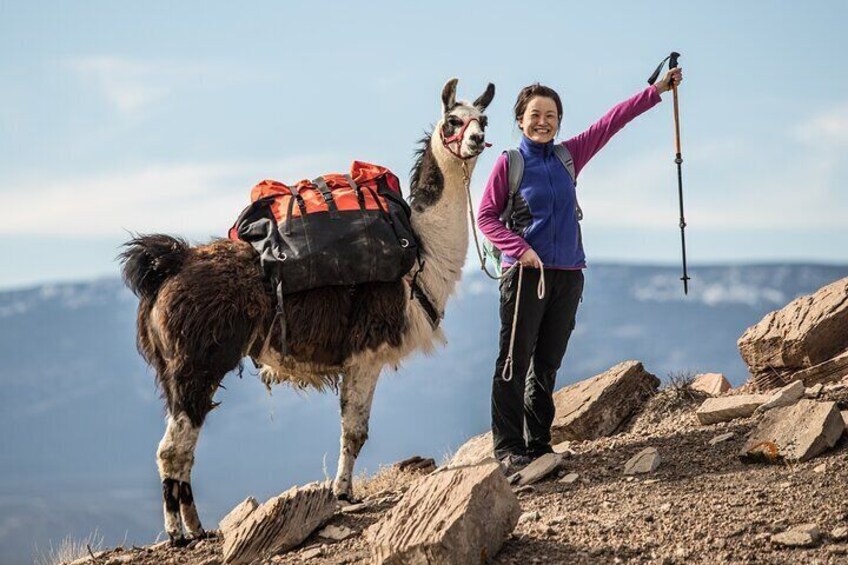 Guided Awesome 2-Hour Llama Hikes Private Experience