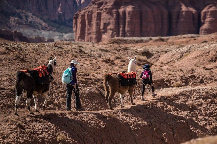 Una persona guiando dos llamas a través de un terreno rocoso con montañas al fondo. 4