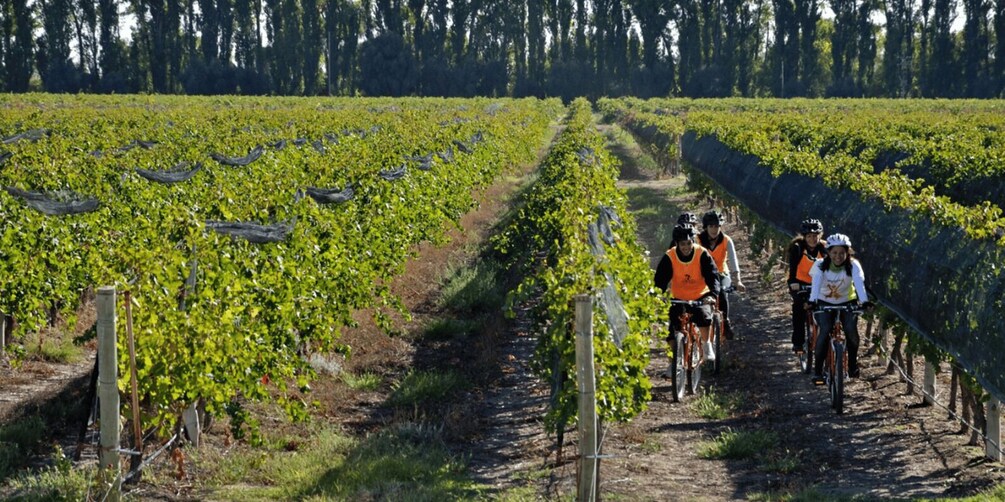 Picture 6 for Activity Mendoza: Borges Labyrinth: Lunch, Literary Workshop & Winery 3