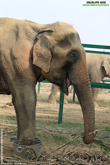 Picture 9 for Activity From Delhi: 3-Day Taj Mahal, SOS Visit & Tiger Safari Tour 5