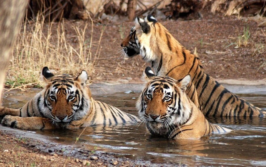 From Delhi: 3-Day Taj Mahal, SOS Visit & Tiger Safari Tour 1