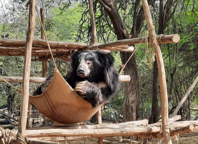 Picture 4 for Activity From Delhi: 3-Day Taj Mahal, SOS Visit & Tiger Safari Tour 3