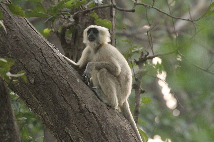 Picture 7 for Activity From Delhi: 3-Day Taj Mahal, SOS Visit & Tiger Safari Tour 4