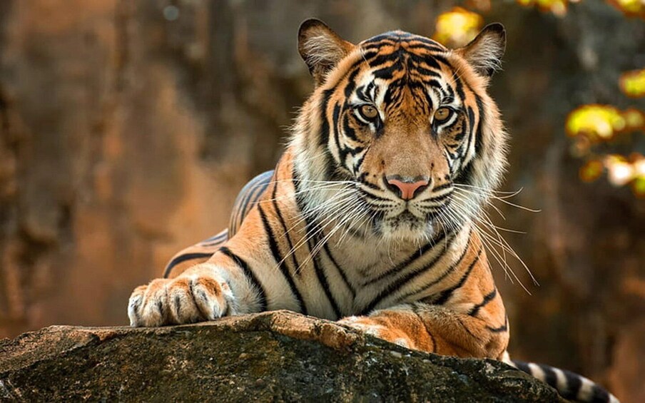 Picture 3 for Activity From Delhi: 3-Day Taj Mahal, SOS Visit & Tiger Safari Tour 2