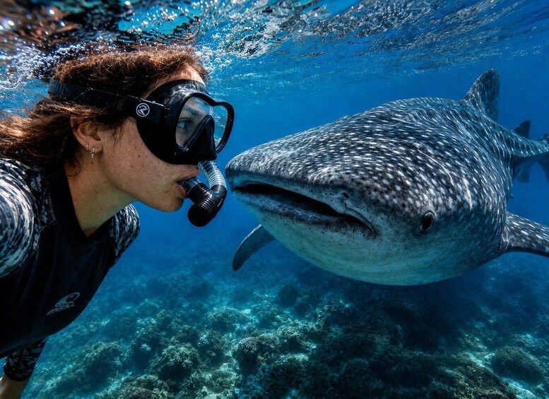 A person scuba diving underwater, interacting with a large fish. 1