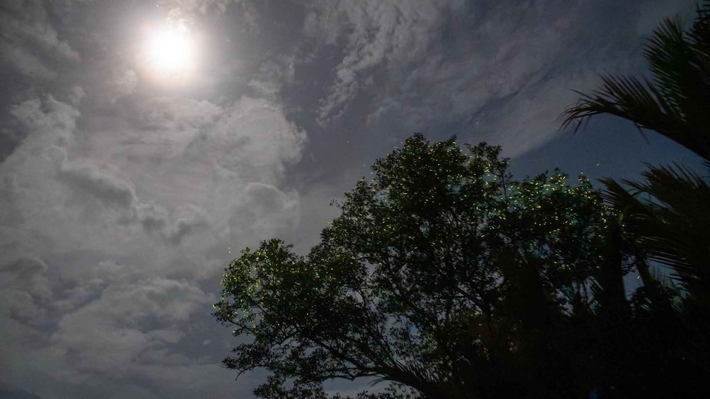 Picture 1 for Activity Private Firefly Watching Night Cruise on Bohol Abatan River 2