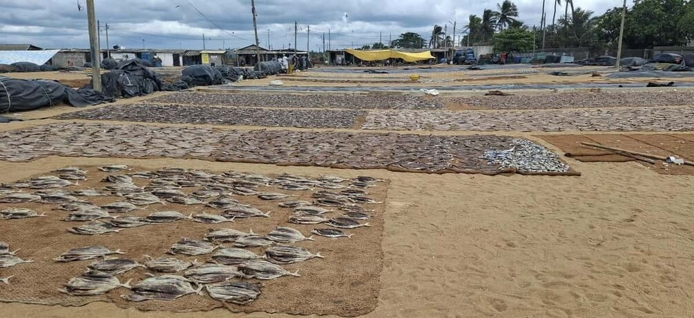 A fish drying area with fish laid out on mats. 1