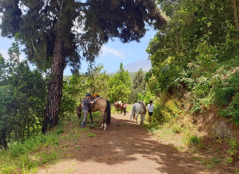 A dirt path with people and horses in a forested area. 3