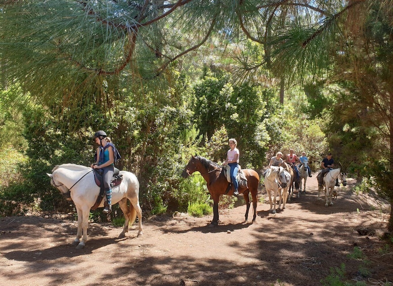 People riding horses on a forest trail. 1