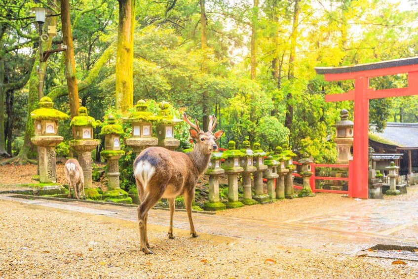 A deer in a forested area with stone lanterns and a red torii gate. 4