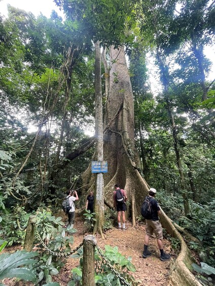 A group of people hiking in a forest with a large tree and a sign that reads 'CAY DANG ANCIENT TREE.' 2