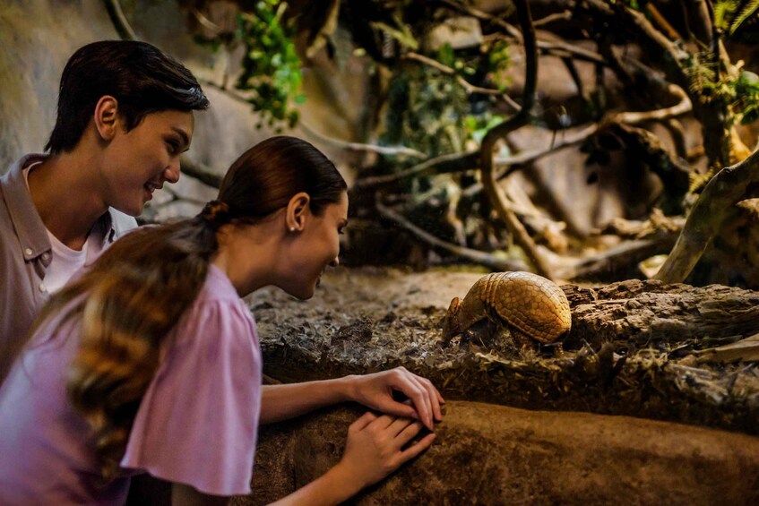 A person interacting with a tortoise on a rocky surface. 4
