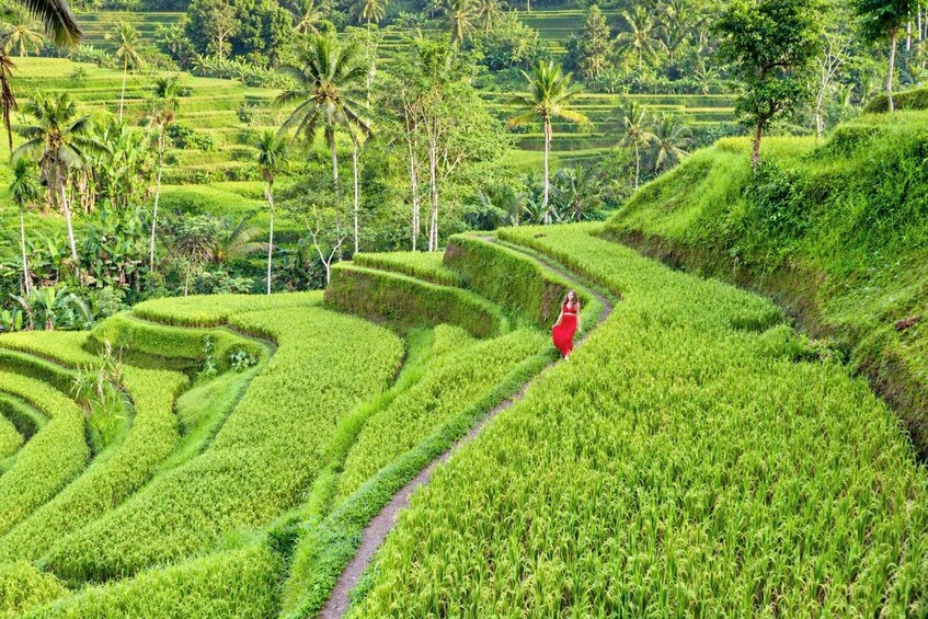Picture 5 for Activity Ubud Tour with Optional English, Spanish and Italian Guide 2
