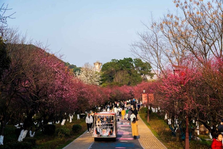 A pathway lined with cherry blossom trees, a bus, and people walking. 3