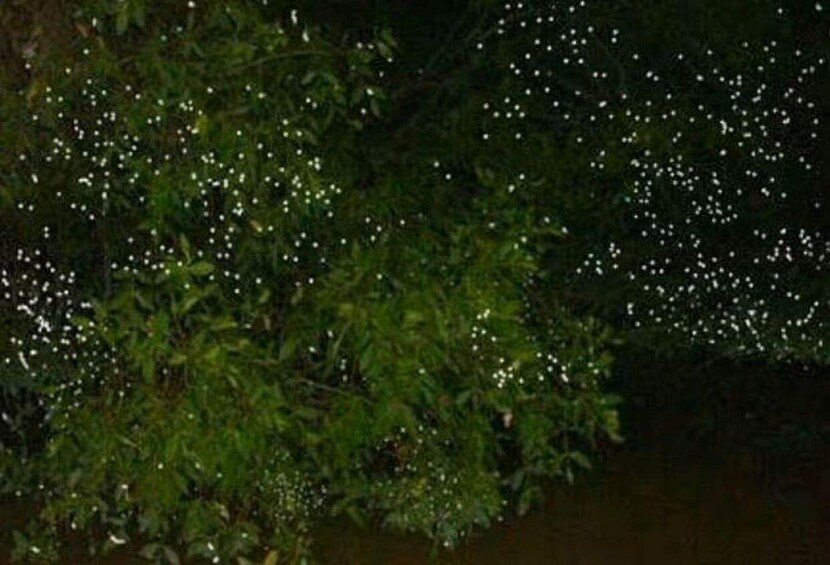 A dense green bush with small white flowers. 1