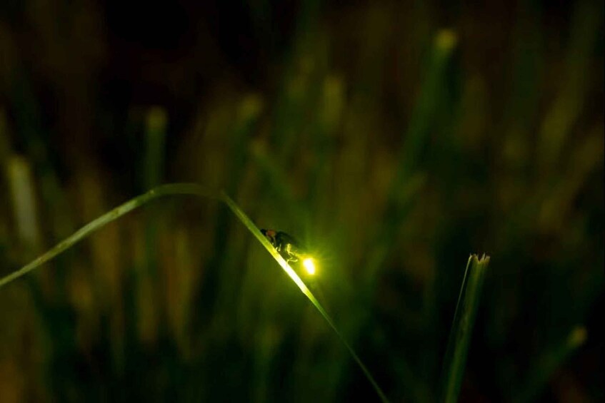 A close-up of a grass blade with a small insect on it. 1