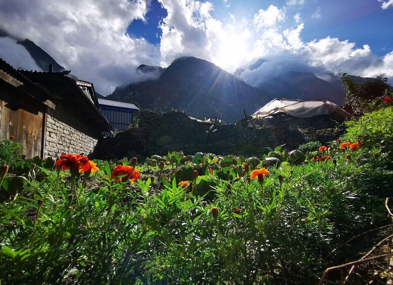 Paesaggio montuoso con una casa in pietra, fiori rossi e cielo sereno. 5