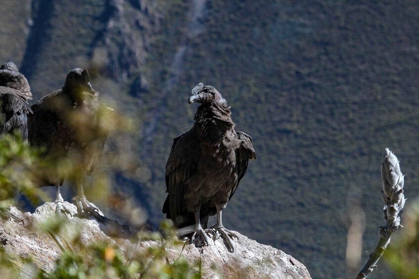 A large bird perched on a rock with a mountainous background. 3