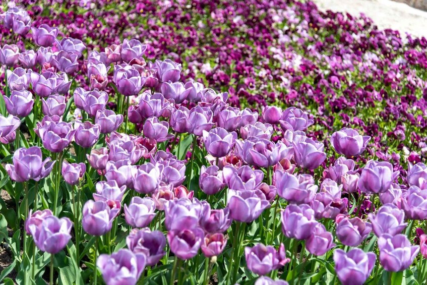 A field of purple tulips with a backdrop of purple and pink flowers. 5