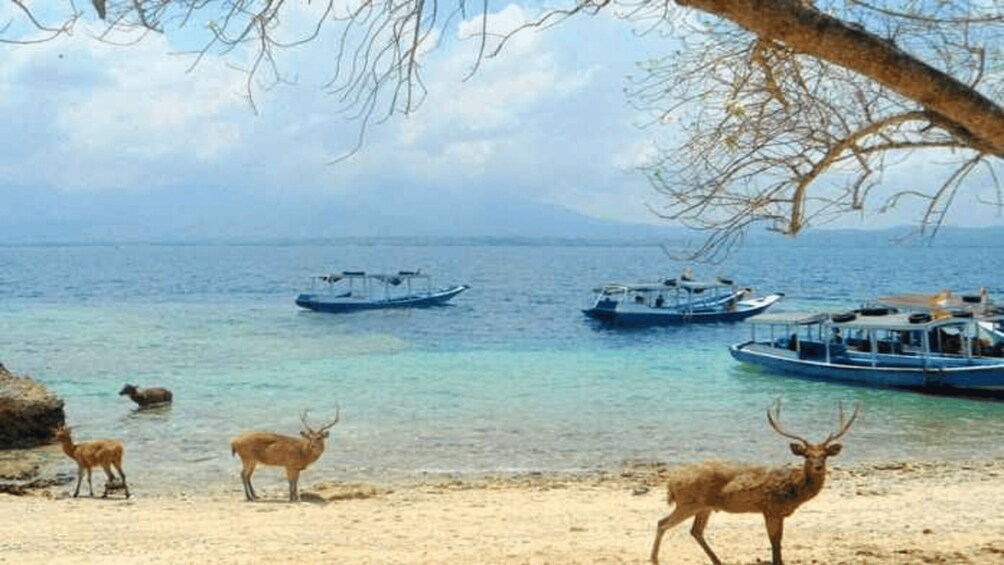 Picture 4 for Activity Banyuwangi: 1 Day Tour Snorkeling & Explore Menjangan Island 2