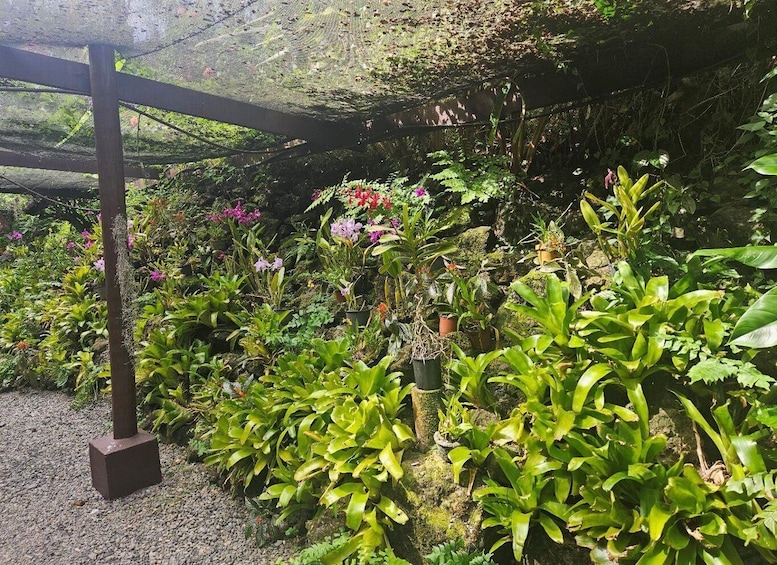 A lush garden with various plants and flowers, a wooden pergola, and a gravel path. 4