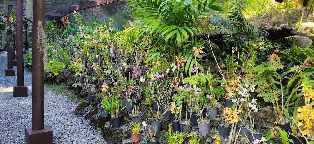 A garden with various potted plants and flowers. 5