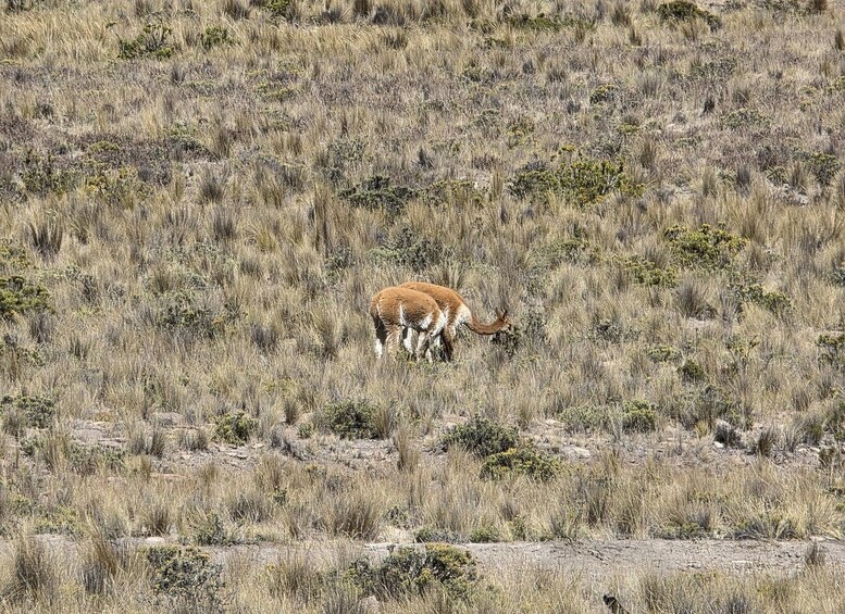 Picture 6 for Activity Day Trip from Arequipa: Explore the Majestic Colca Canyon 4