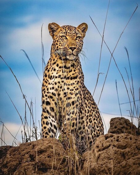 A leopard sitting on rocks with dry grass around. 4