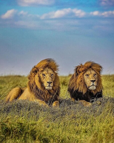 Two lions lying in a grassy field under a clear sky. 1