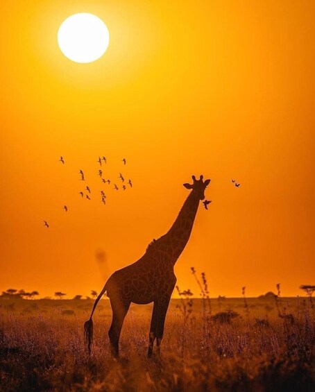A giraffe silhouetted against a sunset with birds flying in the sky. 5