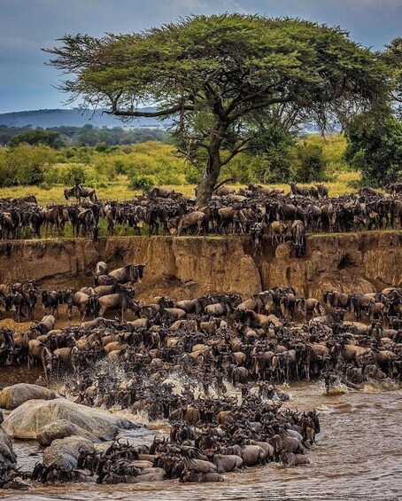 A large herd of wildebeests crossing a river, with a tree in the background. 3