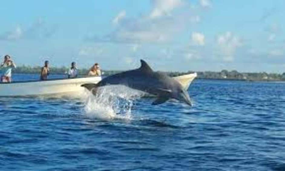 A dolphin jumping out of the water near a boat with people on it. 5